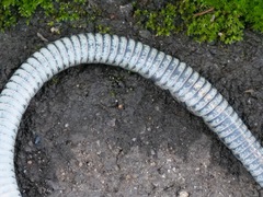 Rhabdophis tigrinus tigrinus