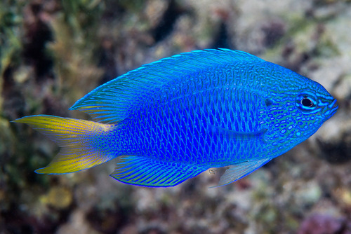 Peacock Damsel