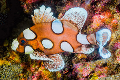 Plectorhinchus chaetodonoides