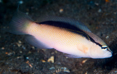 Pseudochromis perspicillatus