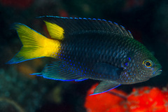Neopomacentrus violascens