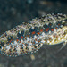 Crested Sabretooth Blenny - Photo (c) François Libert, some rights reserved (CC BY-NC-SA), uploaded by François Libert