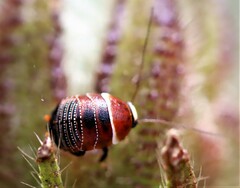 Ellipsidion australe