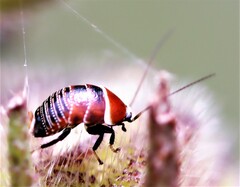 Ellipsidion australe