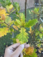 Quercus robur imeretina