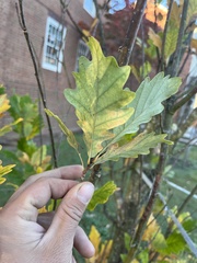 Quercus robur imeretina