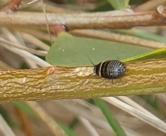 Ellipsidion australe