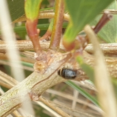 Ellipsidion australe