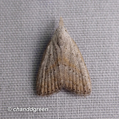 Meganola brunellus