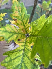 Quercus robur imeretina