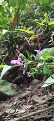 Hypoestes purpurea