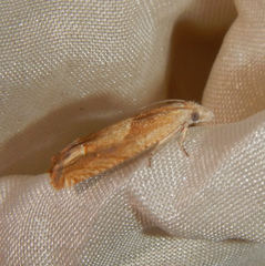 Eucosma conterminana