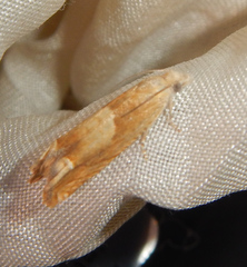 Eucosma conterminana