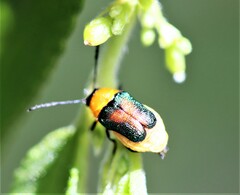 Aporocera