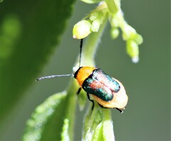 Aporocera