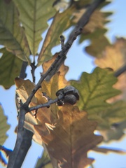 Quercus robur imeretina