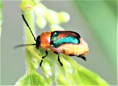Aporocera
