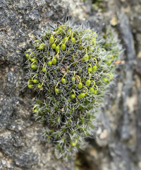 Grimmia pulvinata