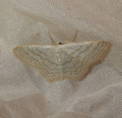 Idaea subsericeata