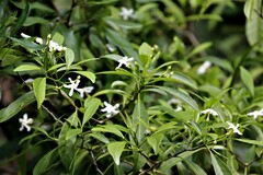 Tabernaemontana pandacaqui