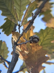 Quercus robur imeretina