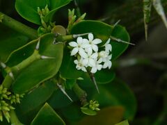 Carissa bispinosa