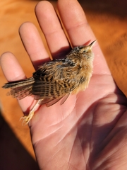 Cistothorus stellaris