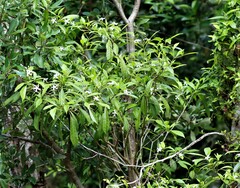 Tabernaemontana pandacaqui