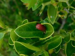 Carissa bispinosa