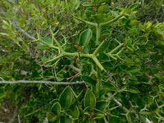 Carissa bispinosa