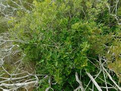 Carissa bispinosa