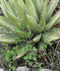 Salvia podadena