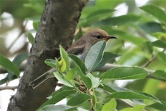 Myzomela sanguinolenta