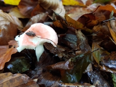 Russula cremoricolor