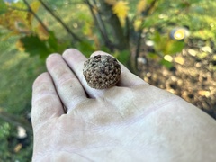 Quercus robur imeretina
