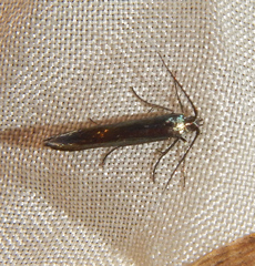 Coleophoridae