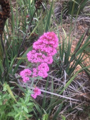 Centranthus ruber ruber