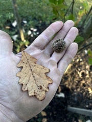 Quercus robur imeretina