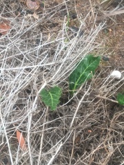 Lichtensteinia lacera