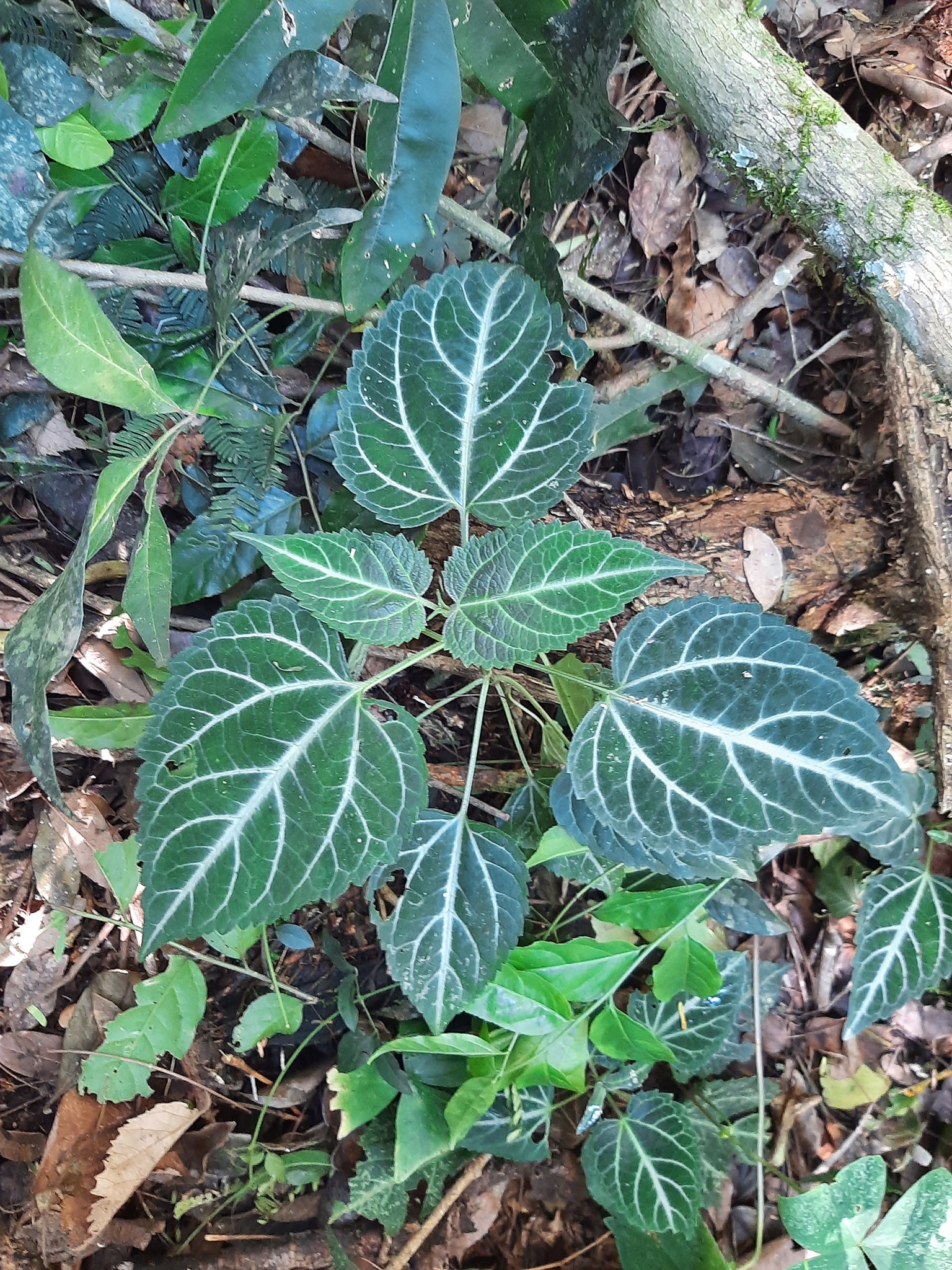 Mikania hemisphaerica