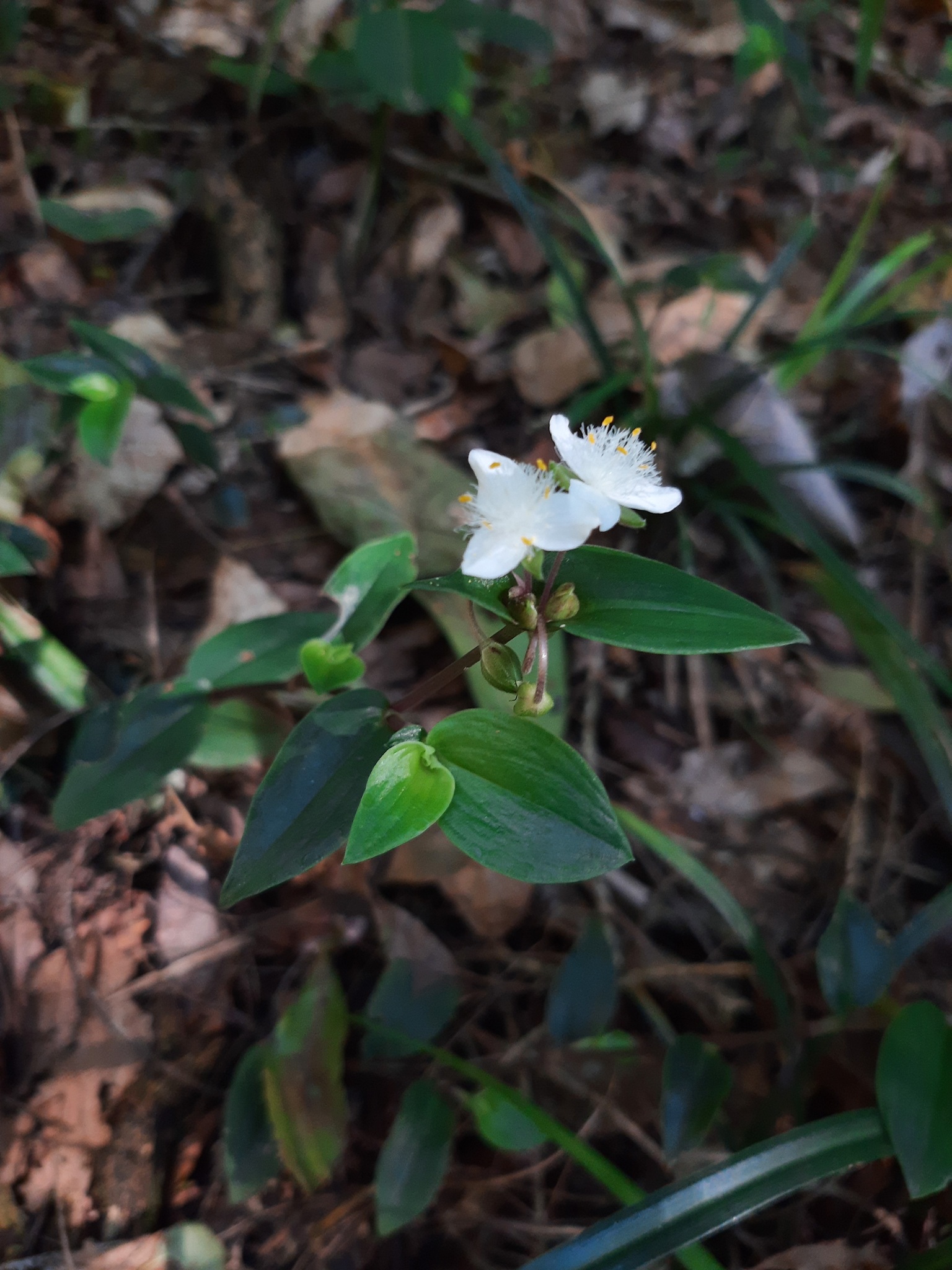 Tradescantia mundula