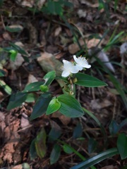 Tradescantia mundula