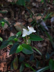 Tradescantia mundula