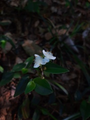 Tradescantia mundula