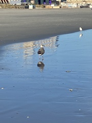 Larus fuscus