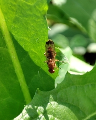 Suillia variegata