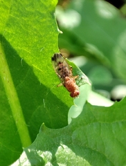 Suillia variegata