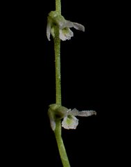 Spiranthes eatonii