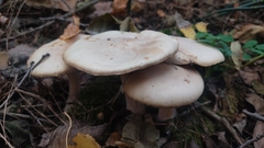 Clitocybe nebularis