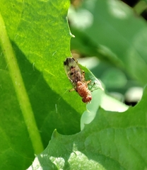 Suillia variegata
